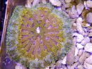WYSIWYG Stichodactyla tapetum
