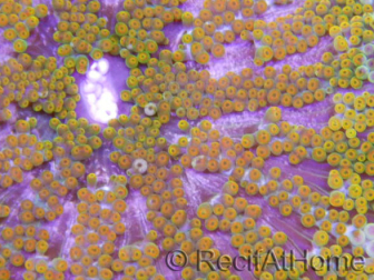 WYSIWYG Stichodactyla tapetum