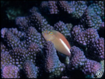 Paracirrhites arcuatus
