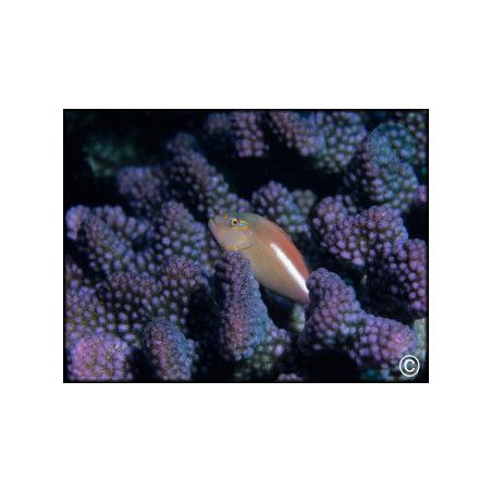 Paracirrhites arcuatus