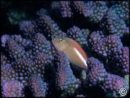 Paracirrhites arcuatus