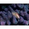 Paracirrhites arcuatus