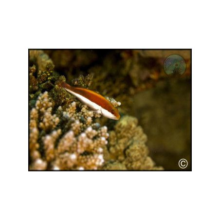 Paracirrhites forsteri