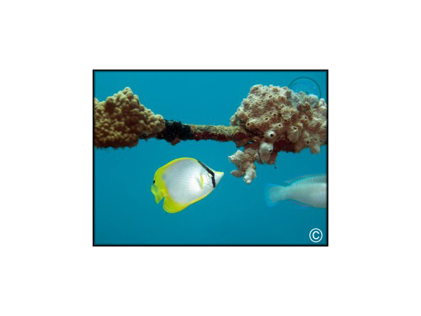 Chaetodon ocellatus