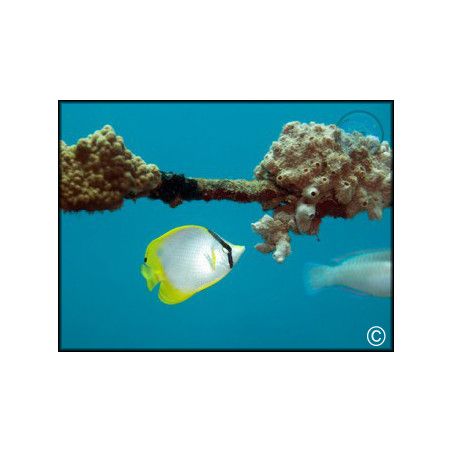 Chaetodon ocellatus