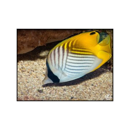 Chaetodon auriga
