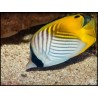 Chaetodon auriga