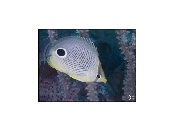 Chaetodon capistratus