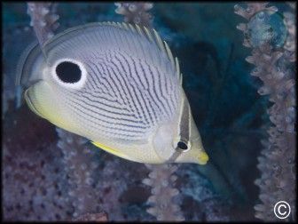 Chaetodon capistratus