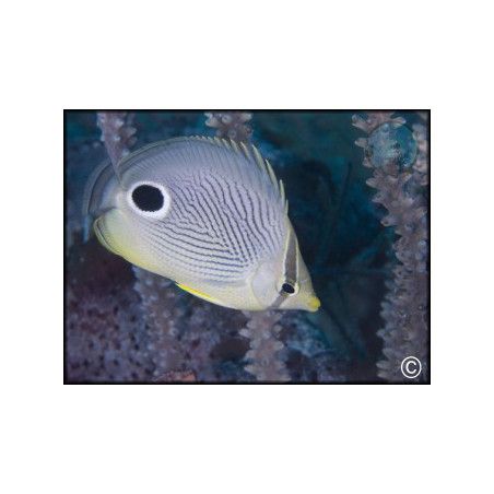 Chaetodon capistratus