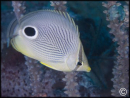 Chaetodon capistratus