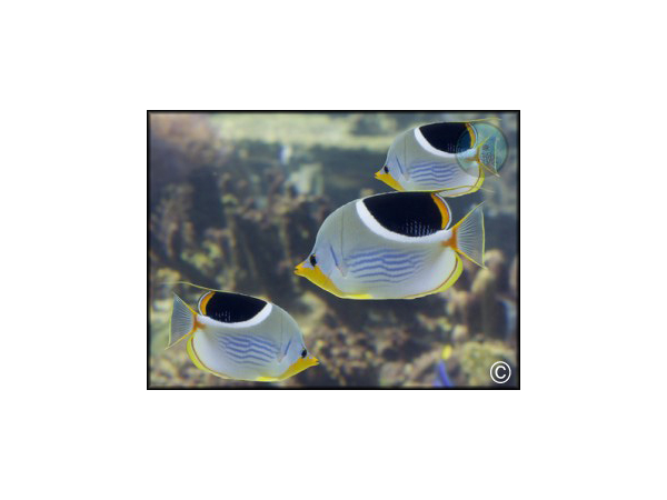 Chaetodon ephippium