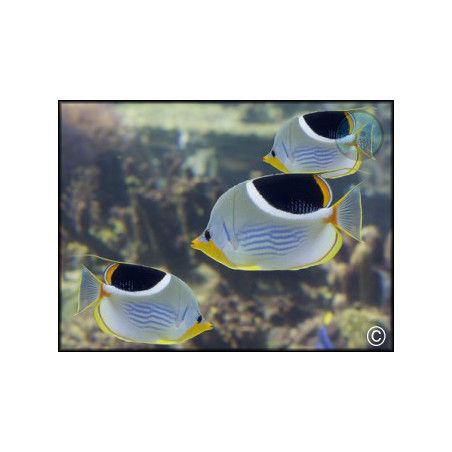 Chaetodon ephippium