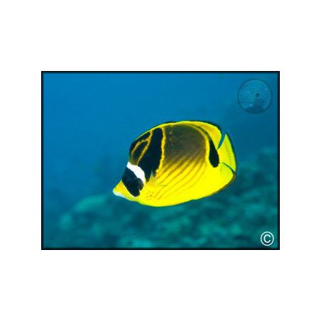 Chaetodon lunula