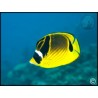 Chaetodon lunula