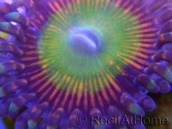Zoanthid Bowser ultra 1 polype
