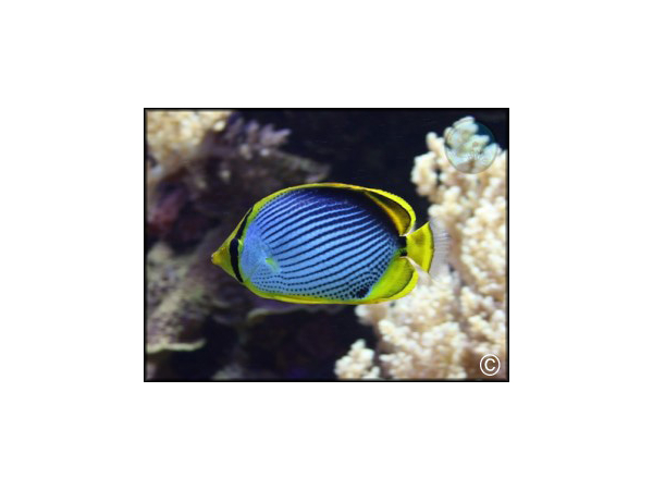 Chaetodon melannotus