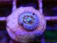 Seduction ultra 1 polype Zoanthus