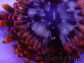 Utter chaos Ultra 1 polype Zoanthus