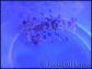 Hymenocera elegans(picta) TAILLE M Harlequin shrimp