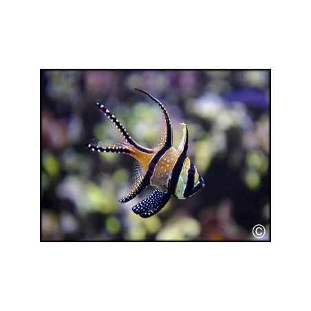 Pterapogon kauderni