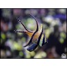 Pterapogon kauderni