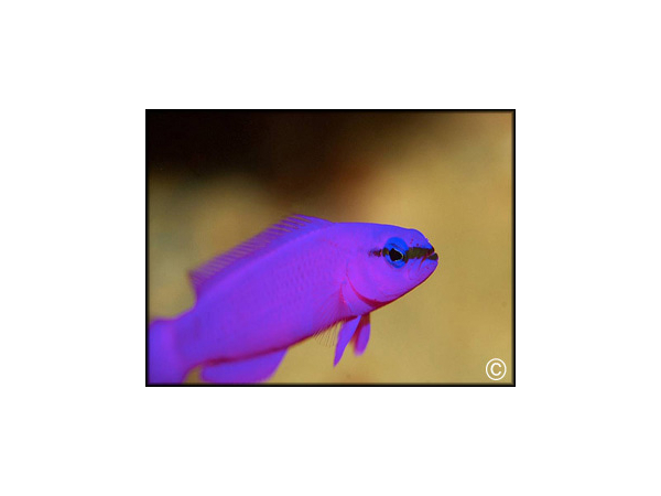 Pseudochromis fridmani