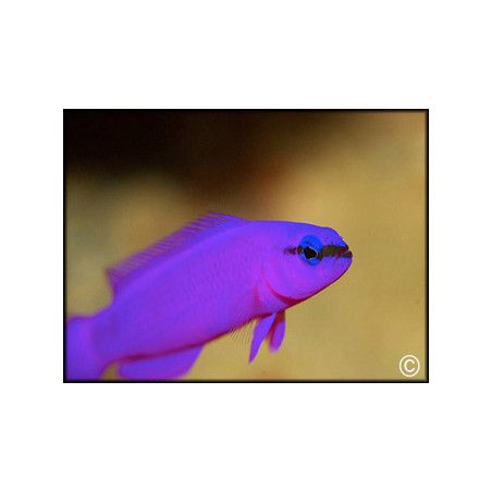 Pseudochromis fridmani