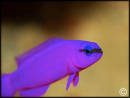 Pseudochromis fridmani