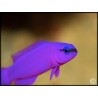 Pseudochromis fridmani