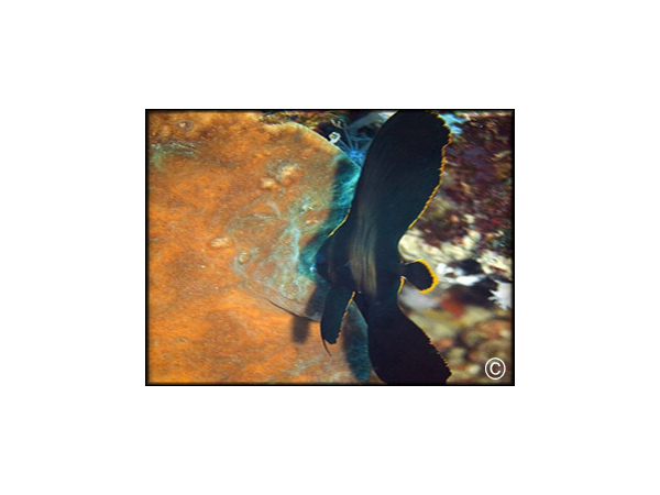 Platax pinnatus juvenile