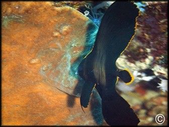 Platax pinnatus juvenile