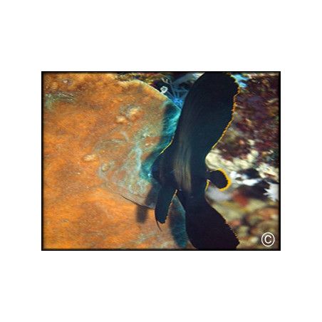 Platax pinnatus juvenile
