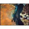 Platax pinnatus juvenile