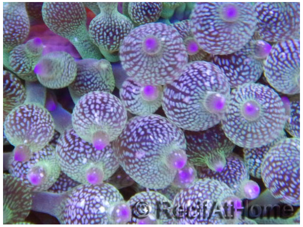 Entacmea rare Ultra Pointes violettes