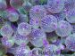 Entacmea rare Ultra Pointes violettes