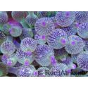Entacmea rare Ultra Pointes violettes