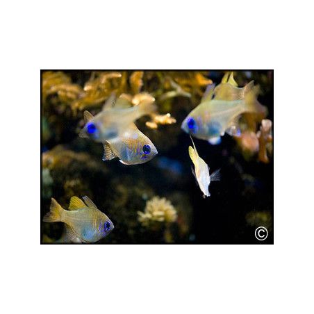 Apogon leptacanthus