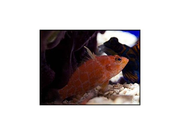 Plectranthias inermis
