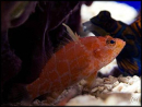 Plectranthias inermis
