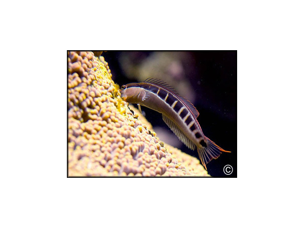 Ecsenius lineatus