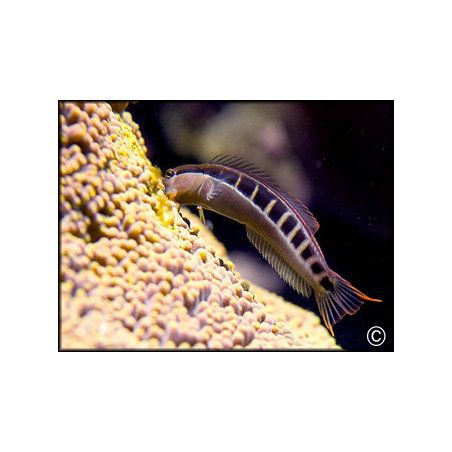 Ecsenius lineatus