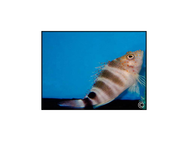 Amblycirrhitus pinos