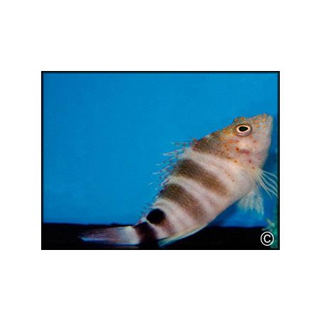 Amblycirrhitus pinos