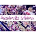 Australie ULTRA pierres vivantes sous Cites le kg 