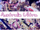Australie ULTRA pierres vivantes sous Cites le kg 