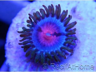 Blue Kisses ultra 1 polype zoanthus
