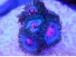 Blue Kisses ultra 1 polype zoanthus