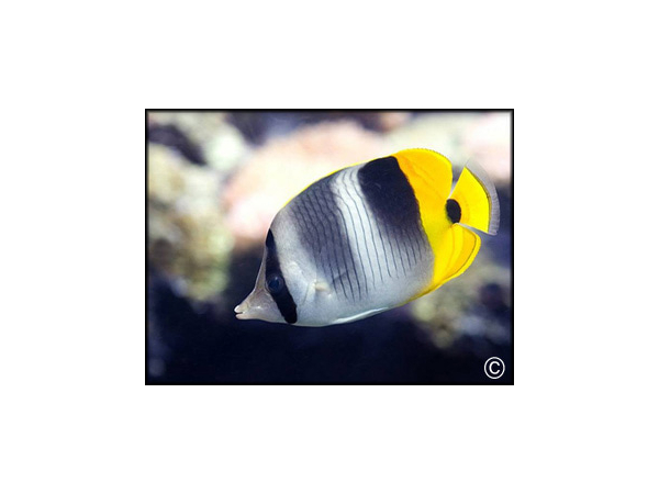 Chaetodon lineolatus