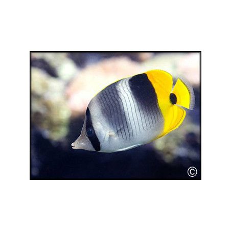 Chaetodon lineolatus
